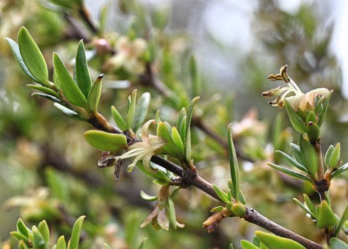 Tasmanian Alpine Plants Rubiaceae